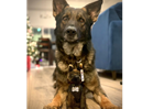 K9 plush now available!